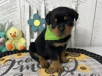 Zoey, a female Rottweiler for sale in Arcola, IL – Photo 2 of 5