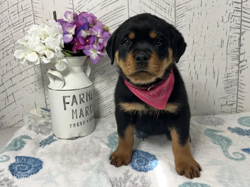 Lucy – Rottweiler puppy for sale in Arcola, IL