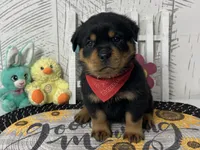 Lucy, a female Rottweiler for sale in Arcola, IL – Photo 1 of 5