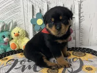 Lucy, a female Rottweiler for sale in Arcola, IL – Photo 3 of 5