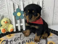 Lucy, a female Rottweiler for sale in Arcola, IL – Photo 2 of 5