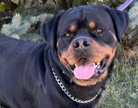 Lucy, a female Rottweiler for sale in Arcola, IL – Photo 4 of 5