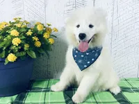 Cooper, a male Samoyed for sale in Arcola, IL – 3 of 5