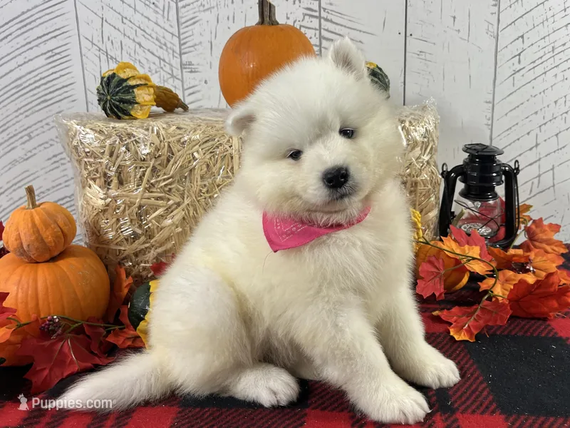 Joy, a female Samoyed for sale in Arcola, IL – Photo 1 of 5