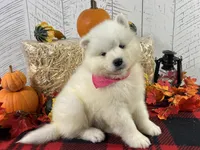 Joy, a female Samoyed for sale in Arcola, IL – Photo 1 of 5