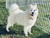Joy, a female Samoyed for sale in Arcola, IL – Photo 5 of 5