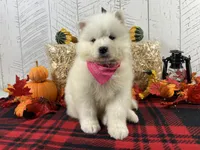 Joy, a female Samoyed for sale in Arcola, IL – Photo 2 of 5