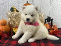 Joy, a female Samoyed for sale in Arcola, IL – Photo 3 of 5