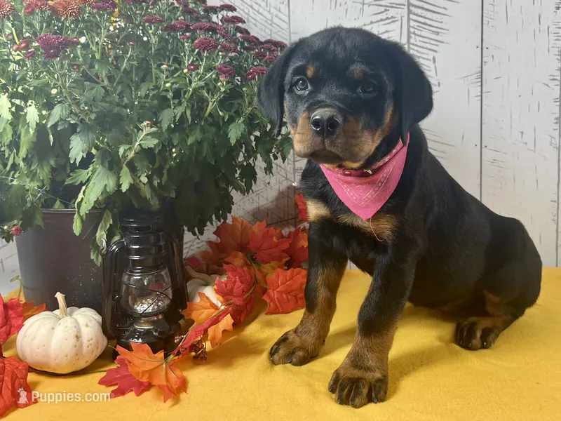 Molly – Rottweiler puppy for sale in Arcola, IL
