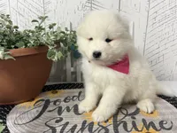 Ariel, a female Samoyed for sale in Arcola, IL – 3 of 5