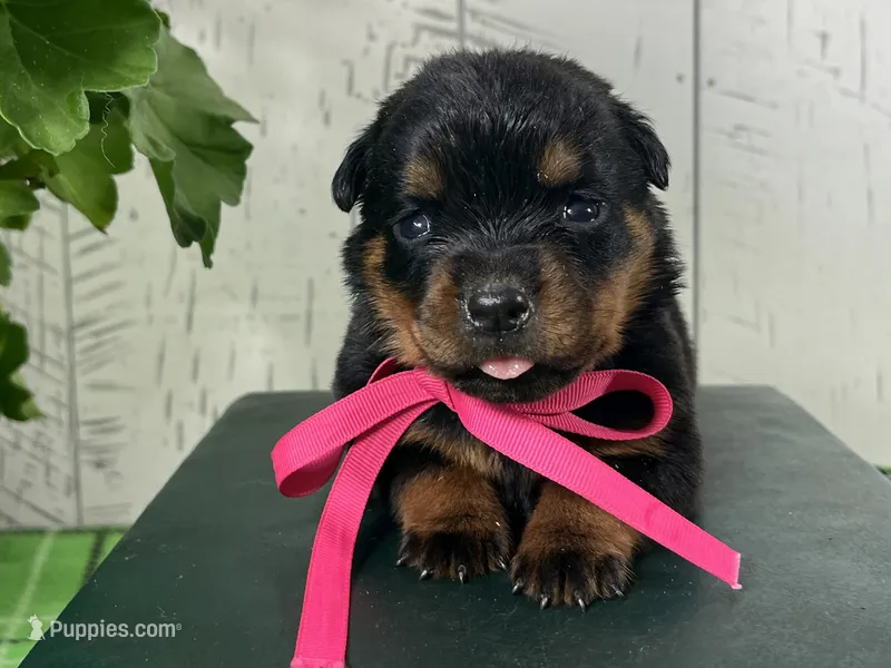 Dora – Rottweiler puppy for sale in Arcola, IL