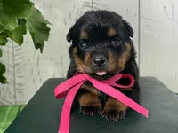 Dora, a female Rottweiler for sale in Arcola, IL – 1 of 5