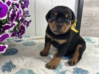 Walter, a male Rottweiler for sale in Arcola, IL – 1 of 5