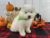 Zip, a male Samoyed for sale in Arcola, IL – Photo 3 of 5