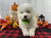 Zip, a male Samoyed for sale in Arcola, IL – Photo 2 of 5