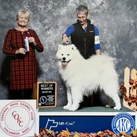 Oso, a male Samoyed for sale in Arcola, IL – Photo 4 of 5