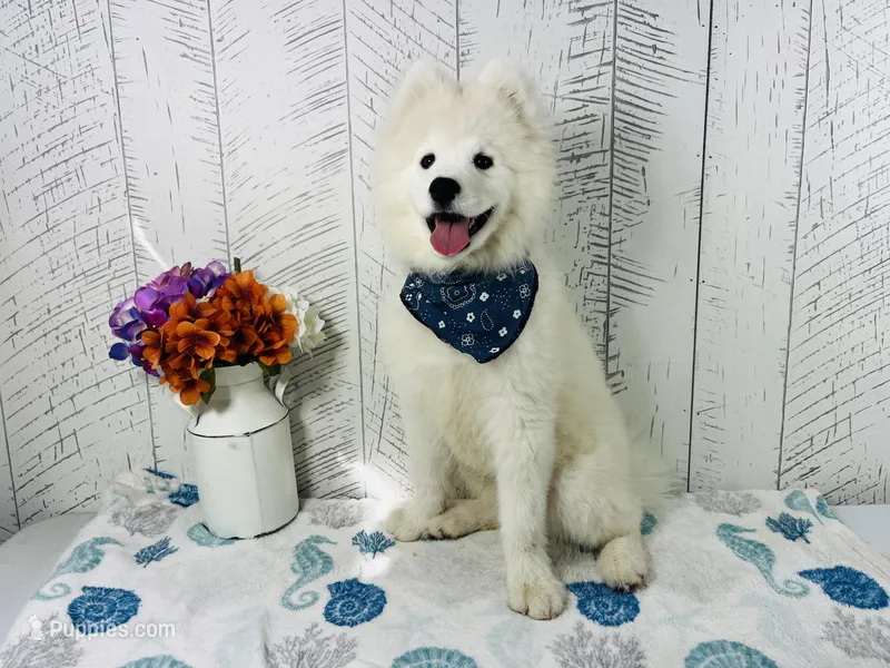 Oso – Samoyed puppy for sale in Arcola, IL