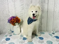 Oso, a male Samoyed for sale in Arcola, IL – Photo 3 of 5