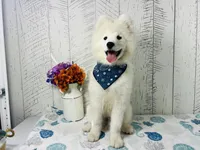 Oso, a male Samoyed for sale in Arcola, IL – Photo 2 of 5