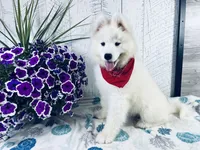 Sunny, a male Samoyed for sale in Arcola, IL – 1 of 5