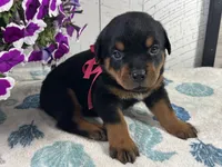 Josie, a female Rottweiler for sale in Arcola, IL – 3 of 5