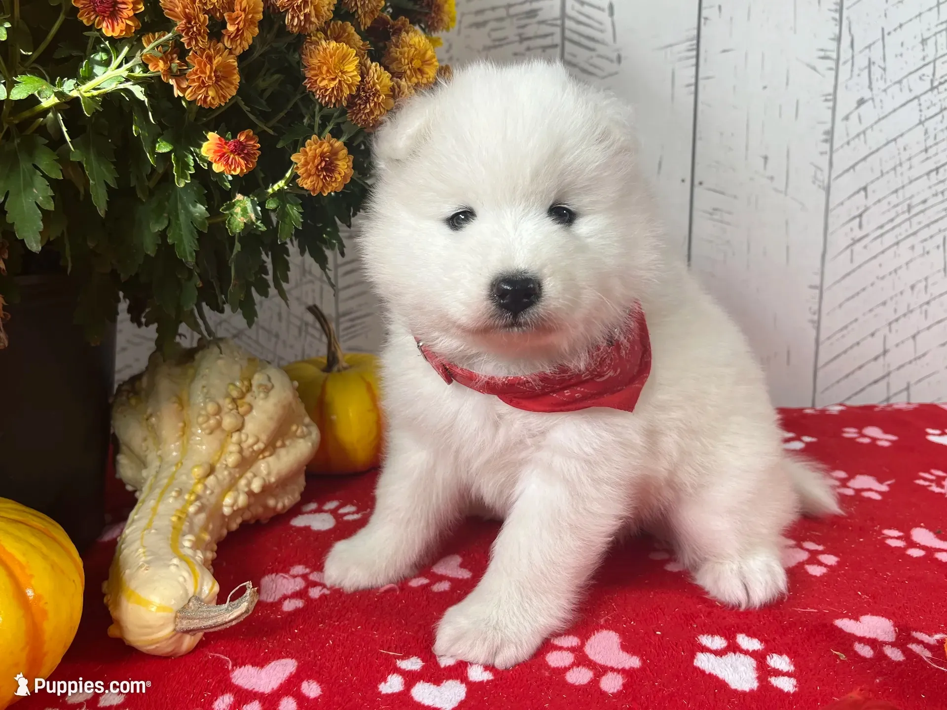 Zia, a female Samoyed for sale in Arcola, IL – 1 of 5