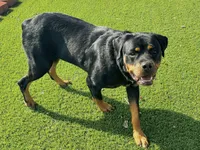 Amber, a female Rottweiler for sale in Arcola, IL – 6 of 6