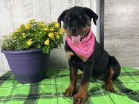 Emma, a female Rottweiler for sale in Arcola, IL – 2 of 5