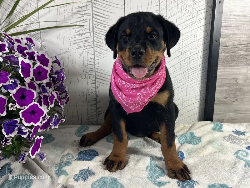 Roxy – Rottweiler puppy for sale in Arcola, IL