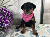 Roxy, a female Rottweiler for sale in Arcola, IL – 1 of 6