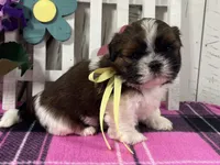 Penny, a female Shih Tzu for sale in Arcola, IL – Photo 2 of 6