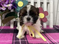 Penny, a female Shih Tzu for sale in Arcola, IL – Photo 3 of 6
