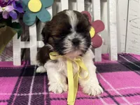 Penny, a female Shih Tzu for sale in Arcola, IL – Photo 4 of 6