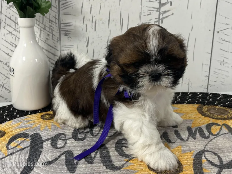 Penny – Shih Tzu puppy for sale in Arcola, IL