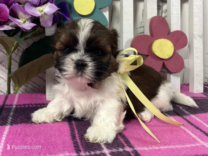 Penny – Shih Tzu puppy for sale in Arcola, IL