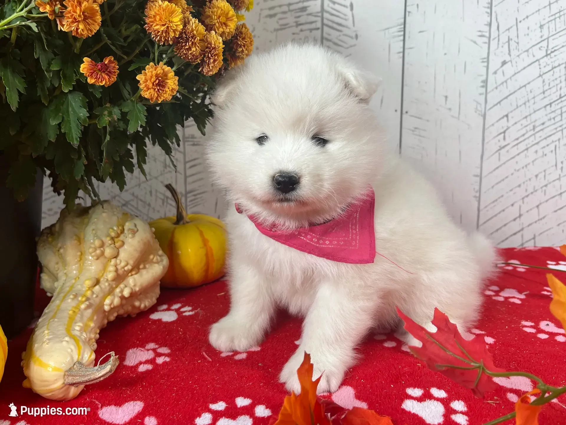 Nova, a female Samoyed for sale in Arcola, IL – 3 of 5