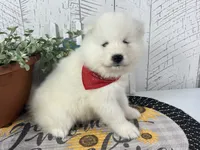 Ellie, a female Samoyed for sale in Arcola, IL – 2 of 5