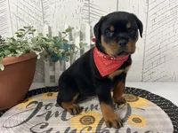 Izzy, a female Rottweiler for sale in Arcola, IL – 1 of 6