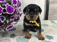 Walter, a male Rottweiler for sale in Arcola, IL – 2 of 5