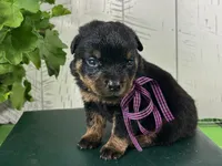 Nessie, a female Rottweiler for sale in Arcola, IL – 2 of 5