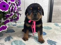 Josie, a female Rottweiler for sale in Arcola, IL – 1 of 5