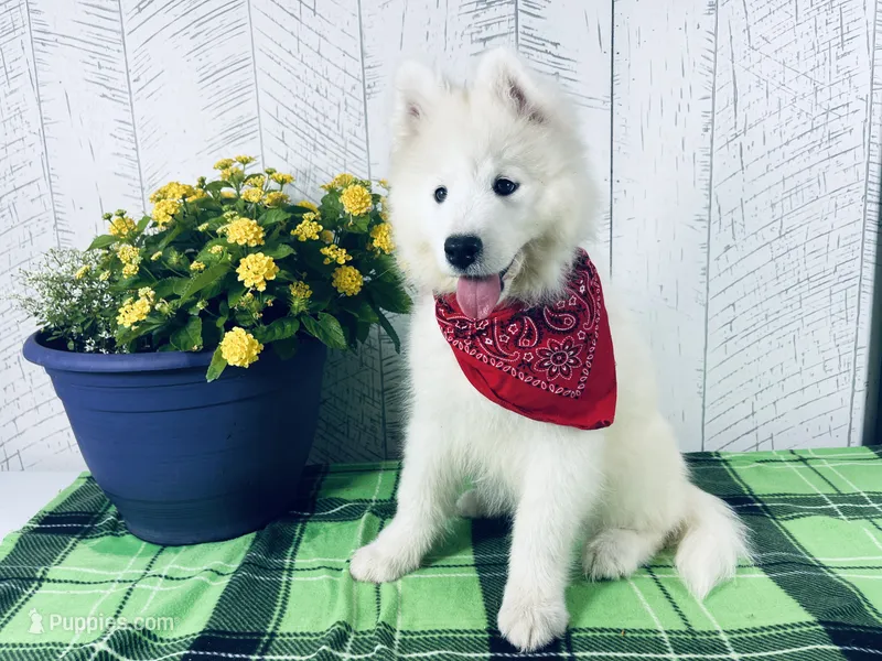 Darcy – Samoyed puppy for sale in Arcola, IL