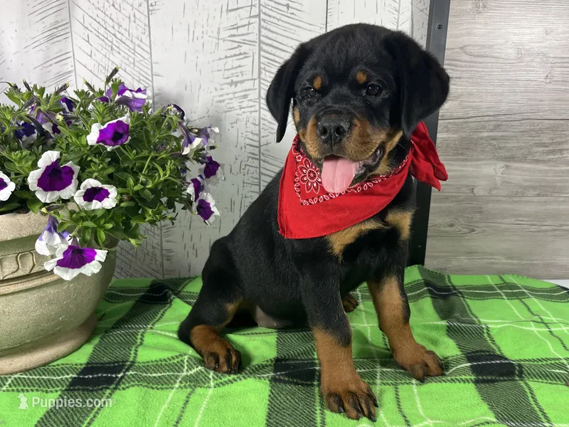 Missy – Rottweiler puppy for sale in Arcola, IL