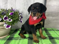 Missy, a female Rottweiler for sale in Arcola, IL – 1 of 5