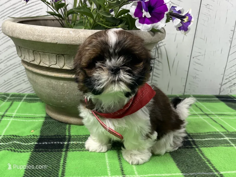 Penny – Shih Tzu puppy for sale in Arcola, IL
