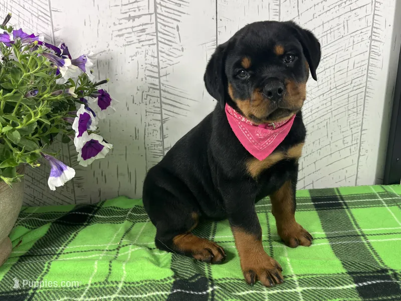 Izzy – Rottweiler puppy for sale in Arcola, IL