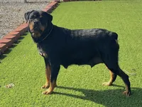 Amber, a female Rottweiler for sale in Arcola, IL – 3 of 6