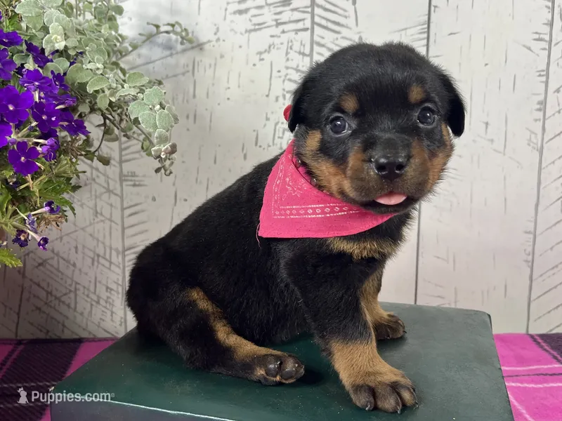Molly – Rottweiler puppy for sale in Arcola, IL