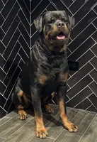 Roxy, a female Rottweiler for sale in Arcola, IL – 5 of 6