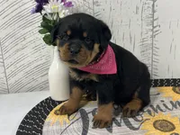 Missy, a female Rottweiler for sale in Arcola, IL – Photo 3 of 5